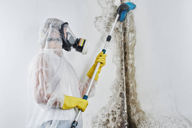 Best Attic Mold Removal  in Fayette, OH
