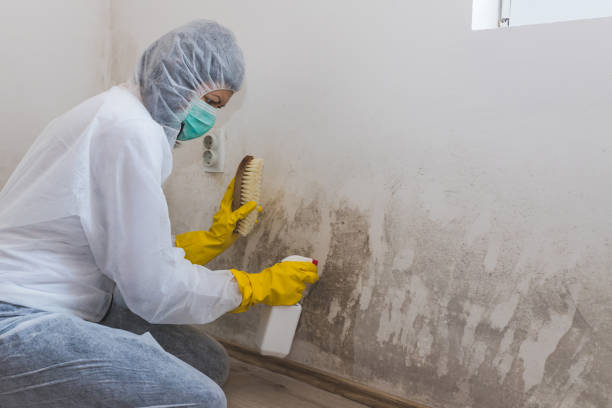 Best Mold Removal Process  in Fayette, OH