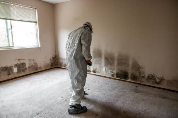 Best Certified Mold Removal  in Fayette, OH
